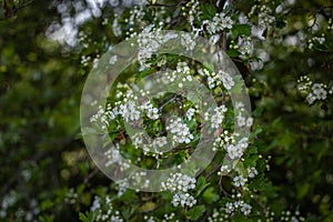 Beautiful spring scene with hawthorn tree blossom