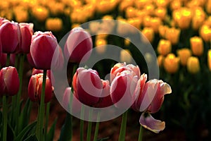 Beautiful spring scenery attraction tulips in bloom