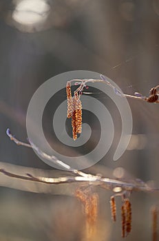 Beautiful spring scenery close-up with alder tree branches.