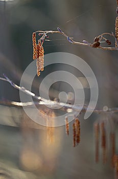 Beautiful spring scenery close-up with alder tree branches.
