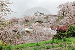 Beautiful spring scenery of a majestic Japanese castle surrounded by amazing sakura cherry blossoms in Tsuyama, Okayama, Japan