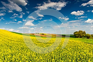 Beautiful Spring Season in Countryside. Canola Fields,Trees and Blue Sky