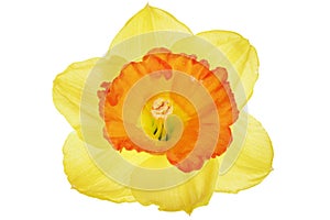 Beautiful spring single flower: orange narcissus (Daffodil)