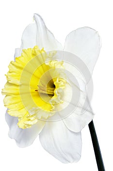 Beautiful spring single flower: white narcissus (Daffodil)