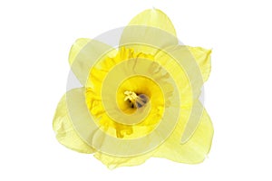 Beautiful spring single flower: yellow narcissus (Daffodil)