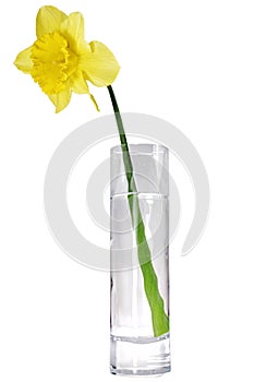 Beautiful spring single flower: yellow narcissus (Daffodil)