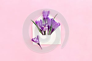 Beautiful spring snowdrops flowers violet crocuses in postal envelope on a pink paper background. Top view, flat lay