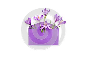 Beautiful spring snowdrops flowers violet crocuses in postal violet envelope on a white background. Top view, flat lay