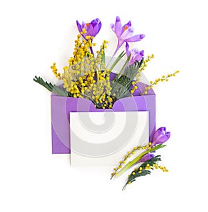 Beautiful spring snowdrops flowers violet crocuses and yellow flowers mimosa in violet postal envelope and blank sheet