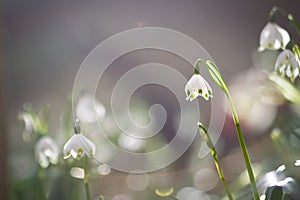 Beautiful spring snowflake flowers blooming in the forest, soft focus, Leucojum vernum