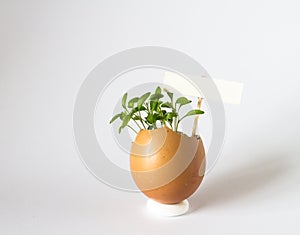 Beautiful spring sprouts growing in a brown Easter egg shell