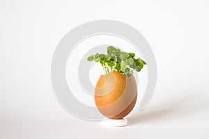 Beautiful spring sprouts growing in a brown Easter egg shell