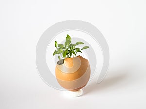 Beautiful spring sprouts growing in a brown Easter egg shell