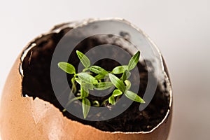 Beautiful spring sprouts growing in a brown Easter egg shell