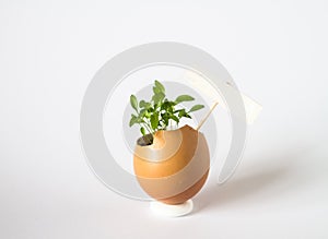 Beautiful spring sprouts growing in a brown Easter egg shell