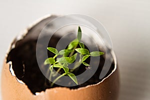 Beautiful spring sprouts growing in a brown Easter egg shell