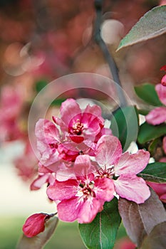 Beautiful spring and summer background with cherry blossom