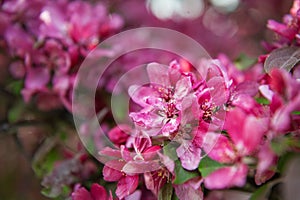 Beautiful spring and summer background with cherry blossom