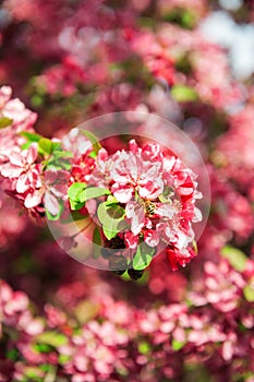 Beautiful spring and summer background with cherry blossom and bee