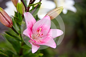 Beautiful spring or summer blooming Lily plant. Selective focus with shallow depth of field