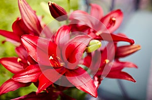 Beautiful spring or summer blooming Lily plant. Selective focus with shallow depth of field