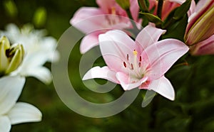 Beautiful spring or summer blooming Lily plant. Selective focus with shallow depth of field