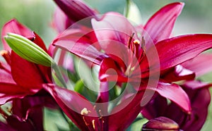 Beautiful spring or summer blooming Lily plant. Selective focus with shallow depth of field