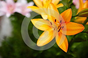 Beautiful spring or summer blooming Lily plant. Selective focus with shallow depth of field