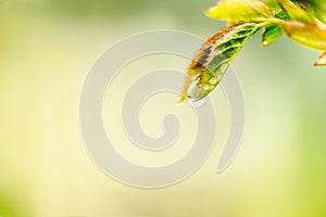 Beautiful spring summer card with nature. Fresh greens after the morning rain.Water drops on leaves.green background, blur bokeh.