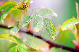 Beautiful spring summer card with nature. Fresh greens after the morning rain.Water drops on leaves.green background, blur bokeh.