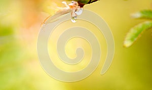 Beautiful spring summer card with nature. Fresh greens after the morning rain.Water drops on leaves.green background, blur bokeh.