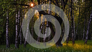 beautiful spring-summer evening forest landscape. birch grove with warm light and rays from the setting sun shining through the photo