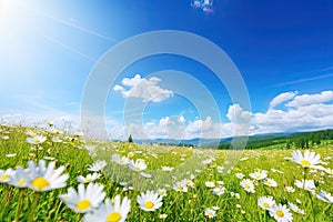 Beautiful spring summer meadow. Natural panoramic landscape with wild flowers of daisies against blue sky