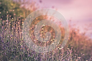 Beautiful spring or summer nature background with fresh grass