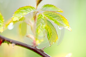 Beautiful spring summer nature. Fresh greens after the morning rain.Water drops on leaves.green background, blur bokeh. Art,