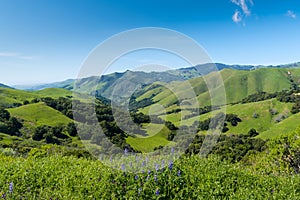 A beautiful spring/summer scene with blue lupine wildflowers and a vast landscape of lush green fields, hills, and mountains