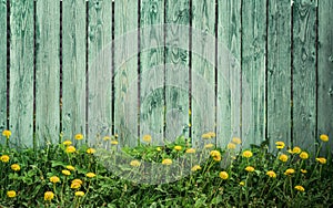 Beautiful spring summer scene with numerous dandelions invasion on a fresh green grass and old pale green blue wooden fence
