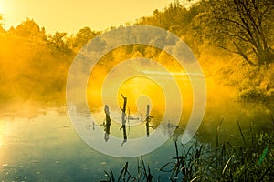 A beautiful spring sunrise scenery with plants growing on the banks of river. Springtime landscape with mist and local flora.