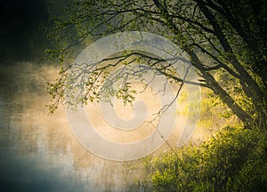 A beautiful spring sunrise scenery with plants growing on the banks of river. Springtime landscape with mist and local flora.