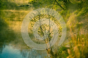 A beautiful spring sunrise scenery with plants growing on the banks of river. Springtime landscape with mist and local flora.