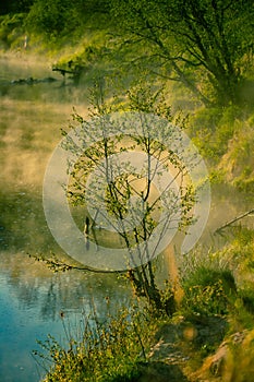 A beautiful spring sunrise scenery with plants growing on the banks of river. Springtime landscape with mist and local flora.