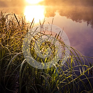 A beautiful spring sunrise scenery with plants growing on the banks of river. Springtime landscape with mist and local flora.