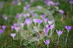 Beautiful spring time pink purple crocus flowers with orange pollen on a green field or meadow floral background