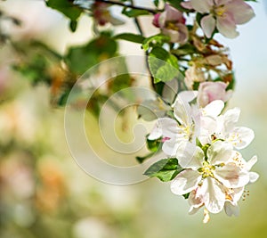 Beautiful spring tree