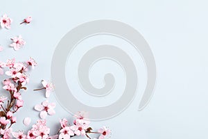 Beautiful spring tree blossoms as border on light background, flat lay. Space for text