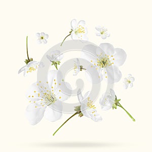 Beautiful spring tree blossoms falling on white background