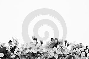 Beautiful spring tree blossoms on light background, top view. Black and white tone