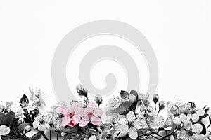 Beautiful spring tree blossoms on light background, top view. Black and white tone with selective color effect