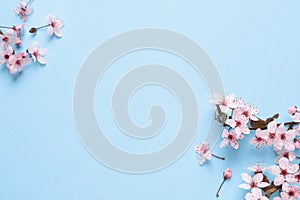 Beautiful spring tree blossoms on light blue background, flat lay. Space for text