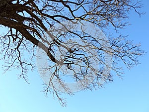 Beautiful spring tree branch, Lithuania